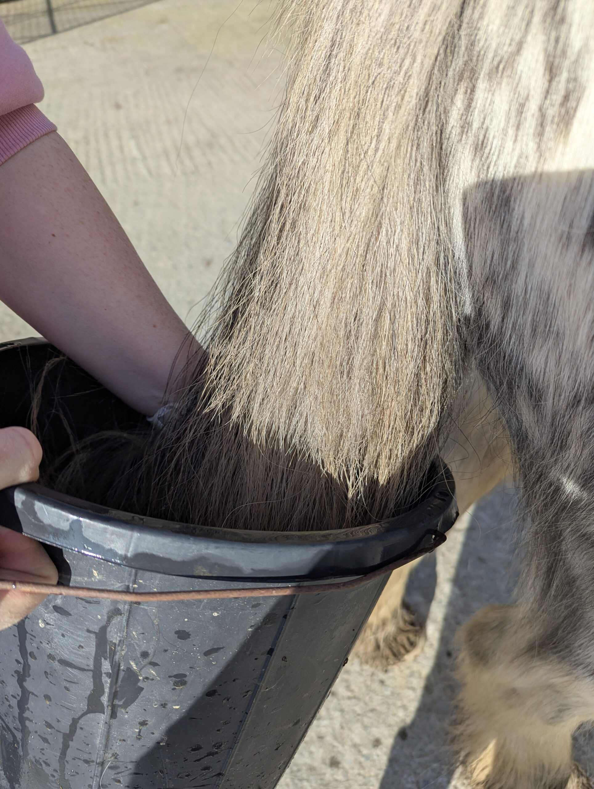 Before using Arlo Pet Tea Tree Shampoo
