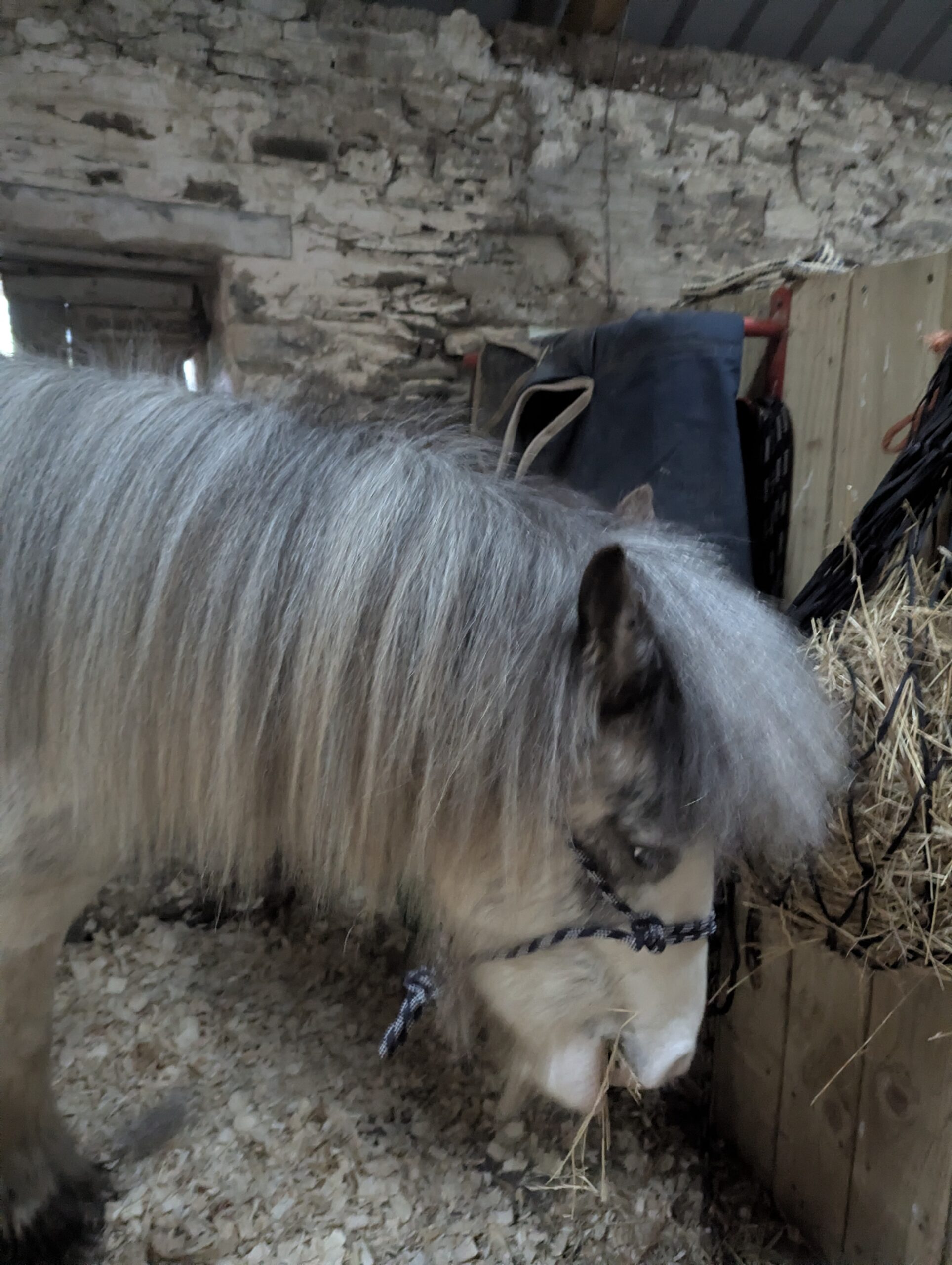 After using trot to tail detangler