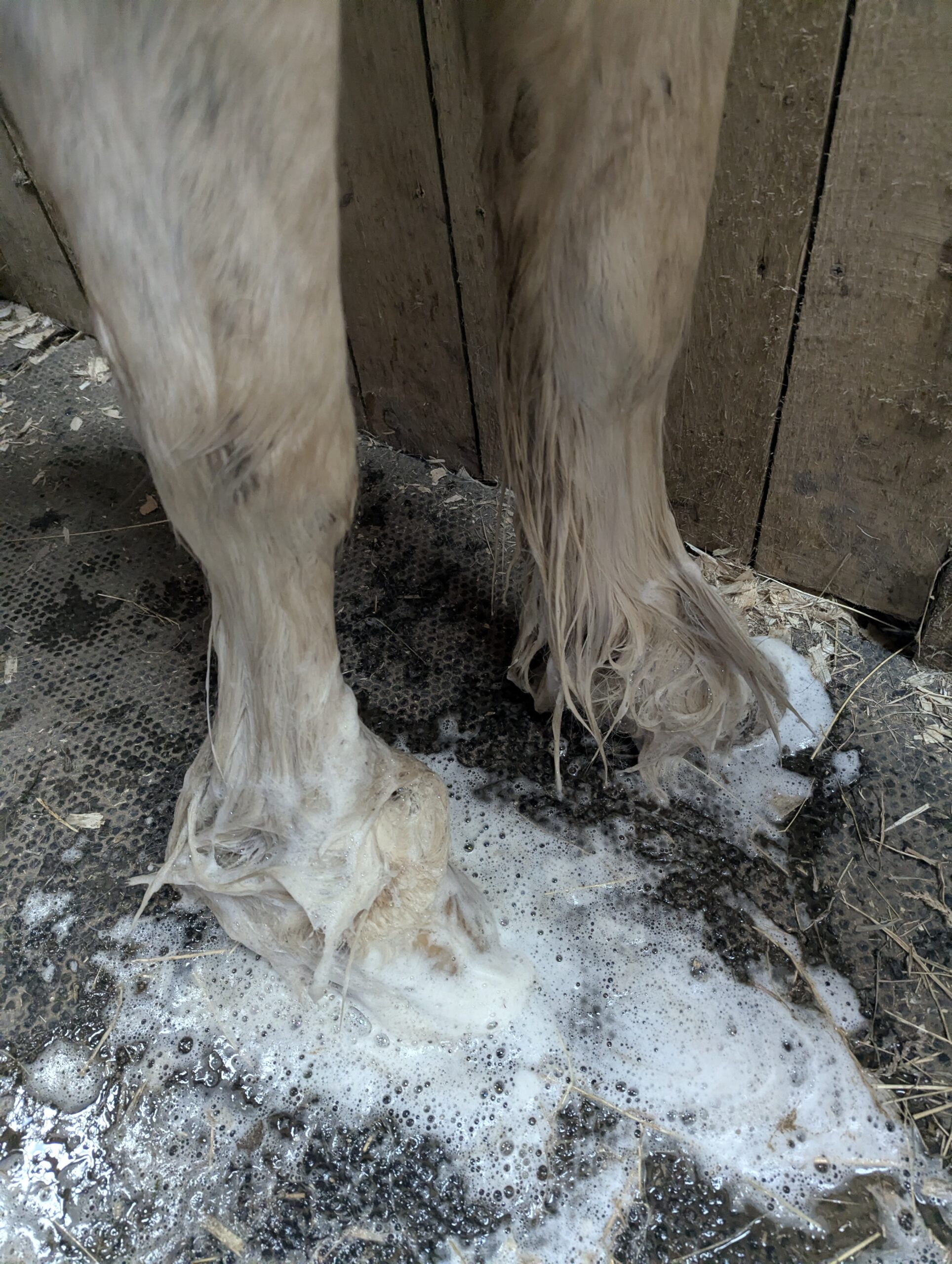 Lathered up Mighty Mite from Arlo Pet- used to sooth bog burn in a cob