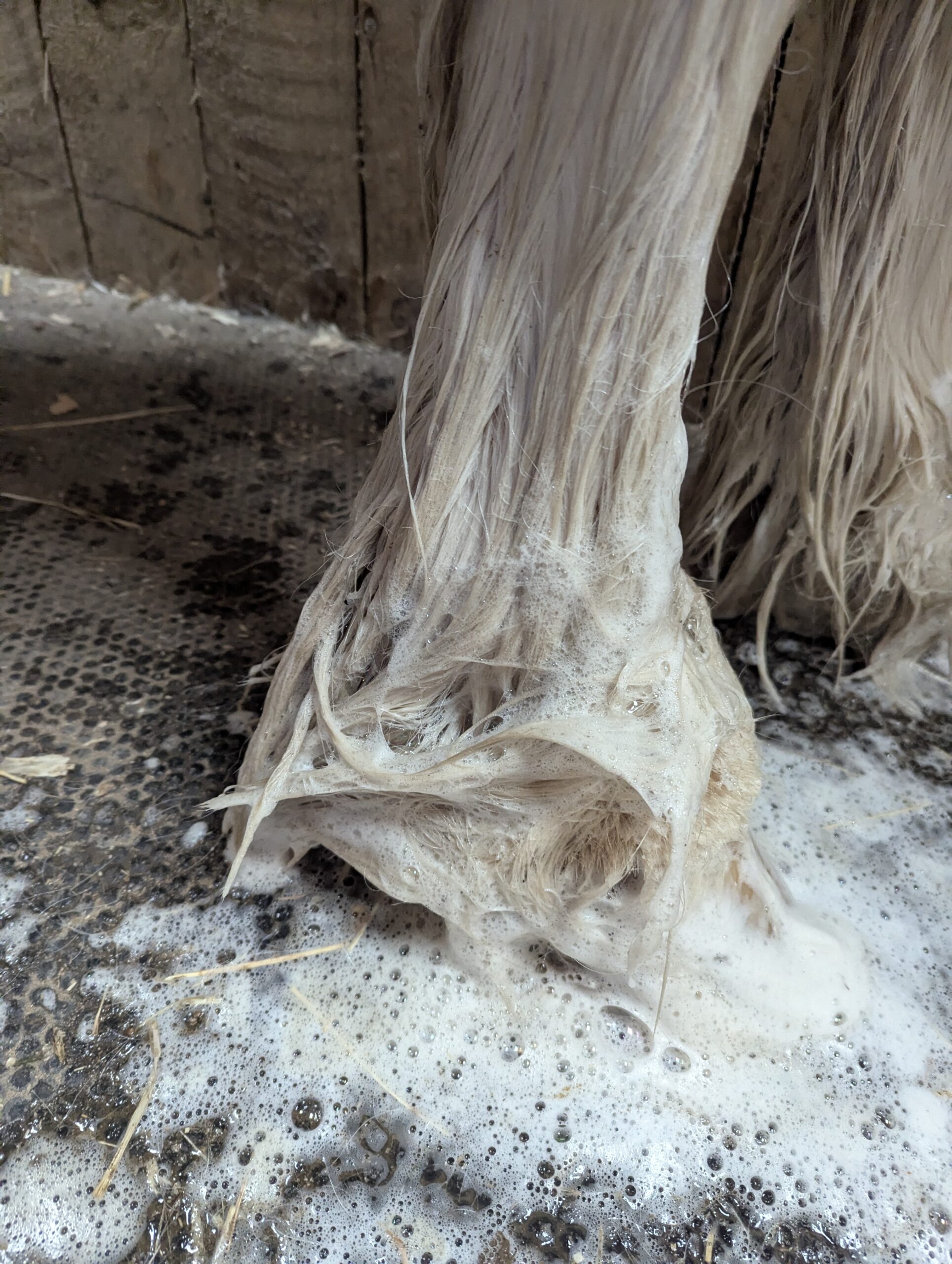 Mighty Mite from Arlo Pet