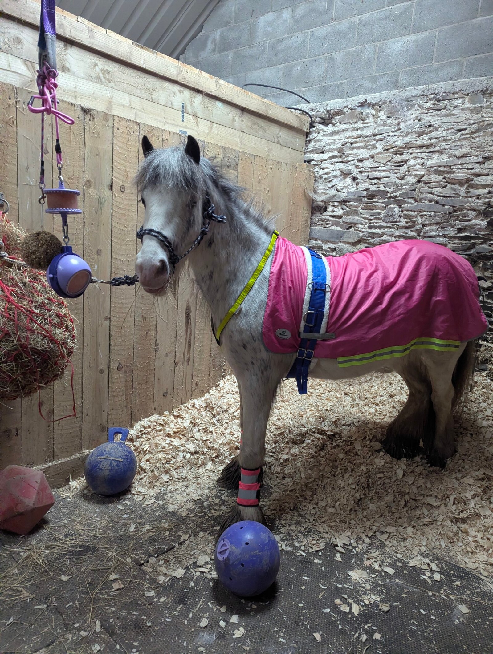 Likit Granola Ball and Boredom Buster in stable with pony